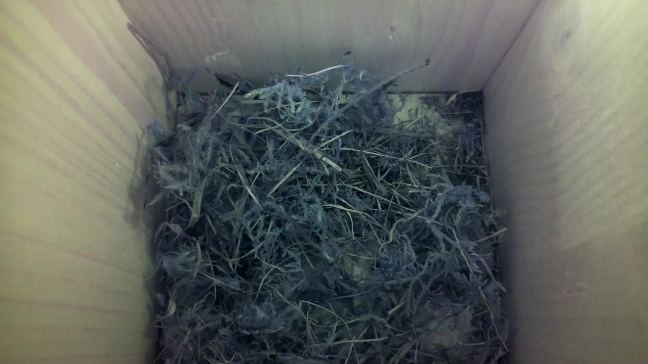 Aufnahme aus dem Vogelhaus