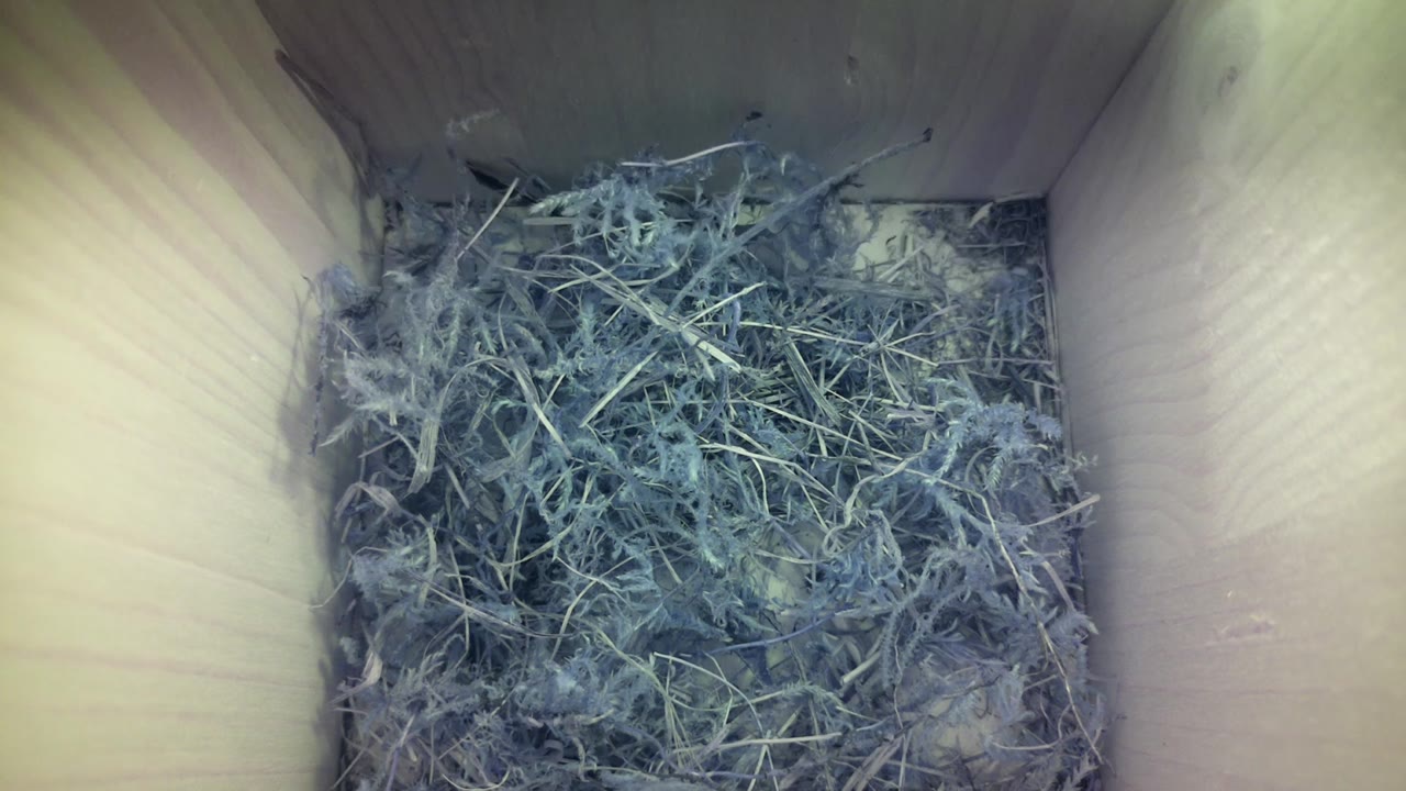 Aufnahme aus dem Vogelhaus