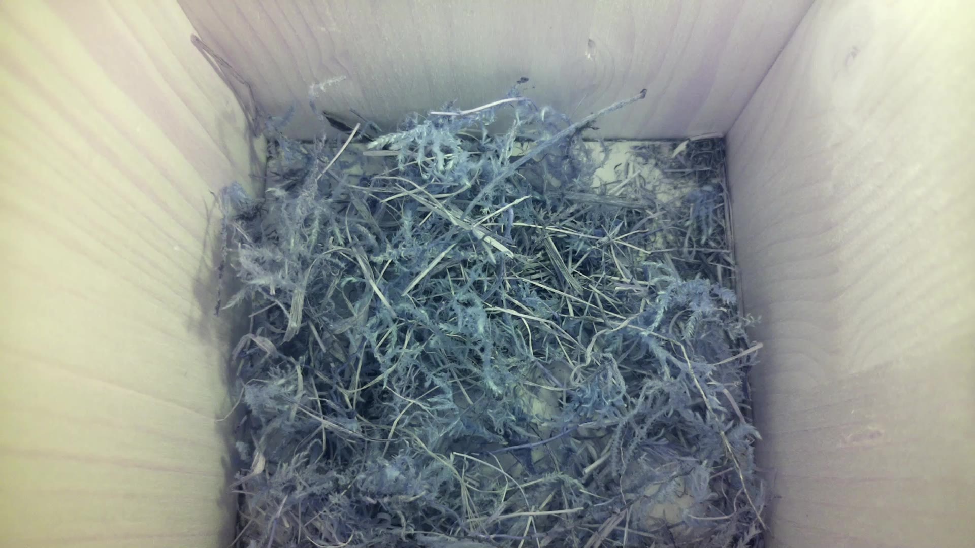 Aufnahme aus dem Vogelhaus