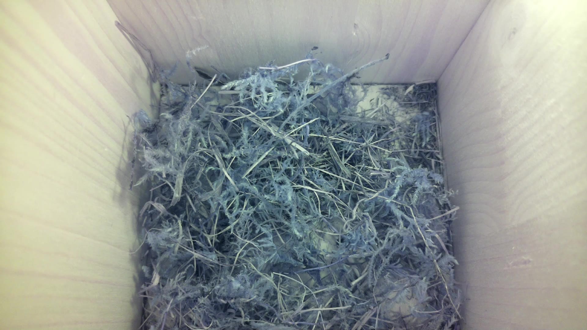 Aufnahme aus dem Vogelhaus