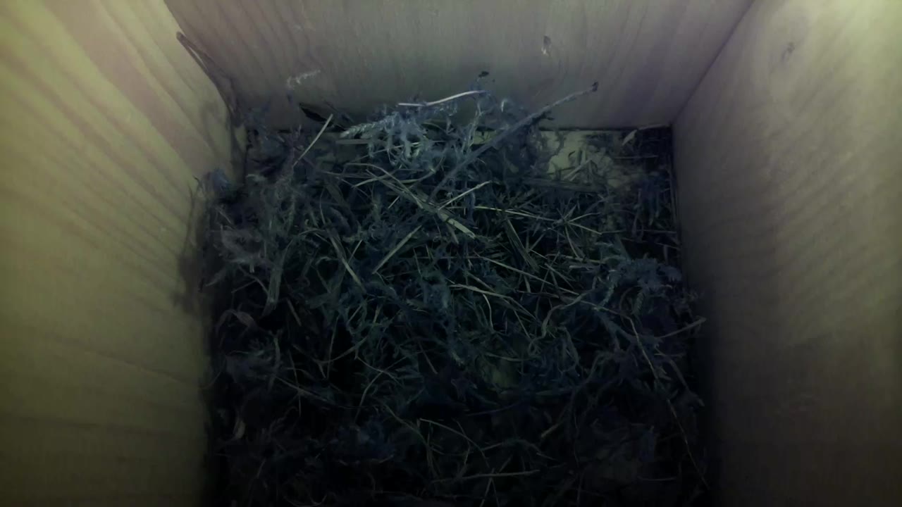 Aufnahme aus dem Vogelhaus