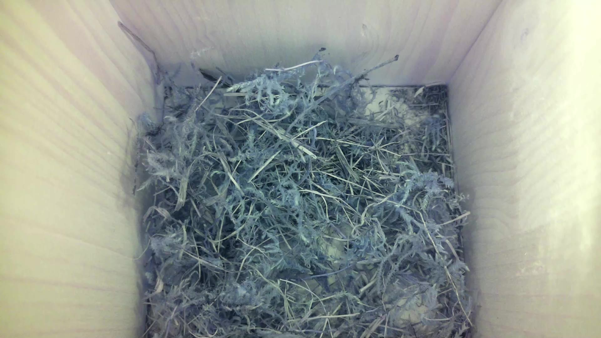 Aufnahme aus dem Vogelhaus