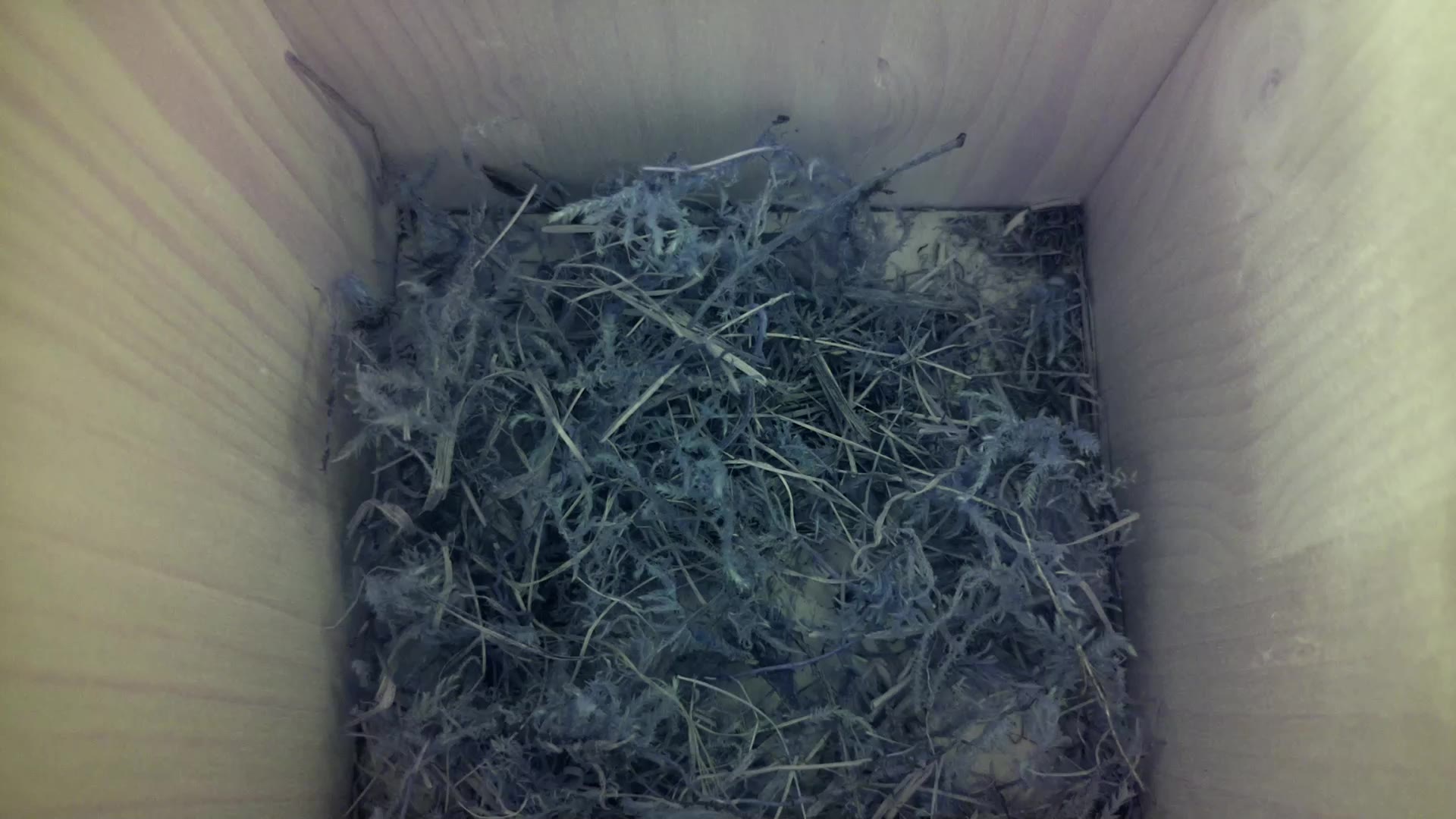 Aufnahme aus dem Vogelhaus