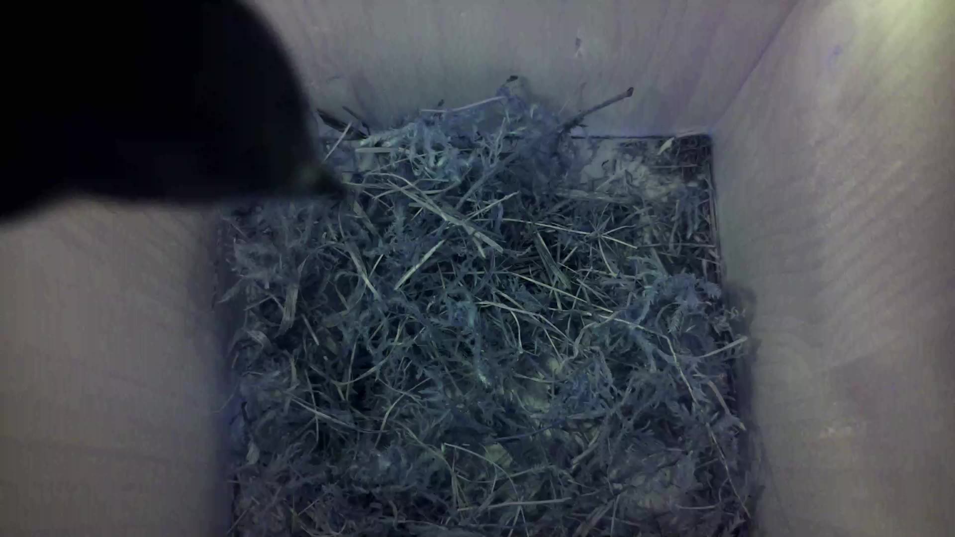 Aufnahme aus dem Vogelhaus