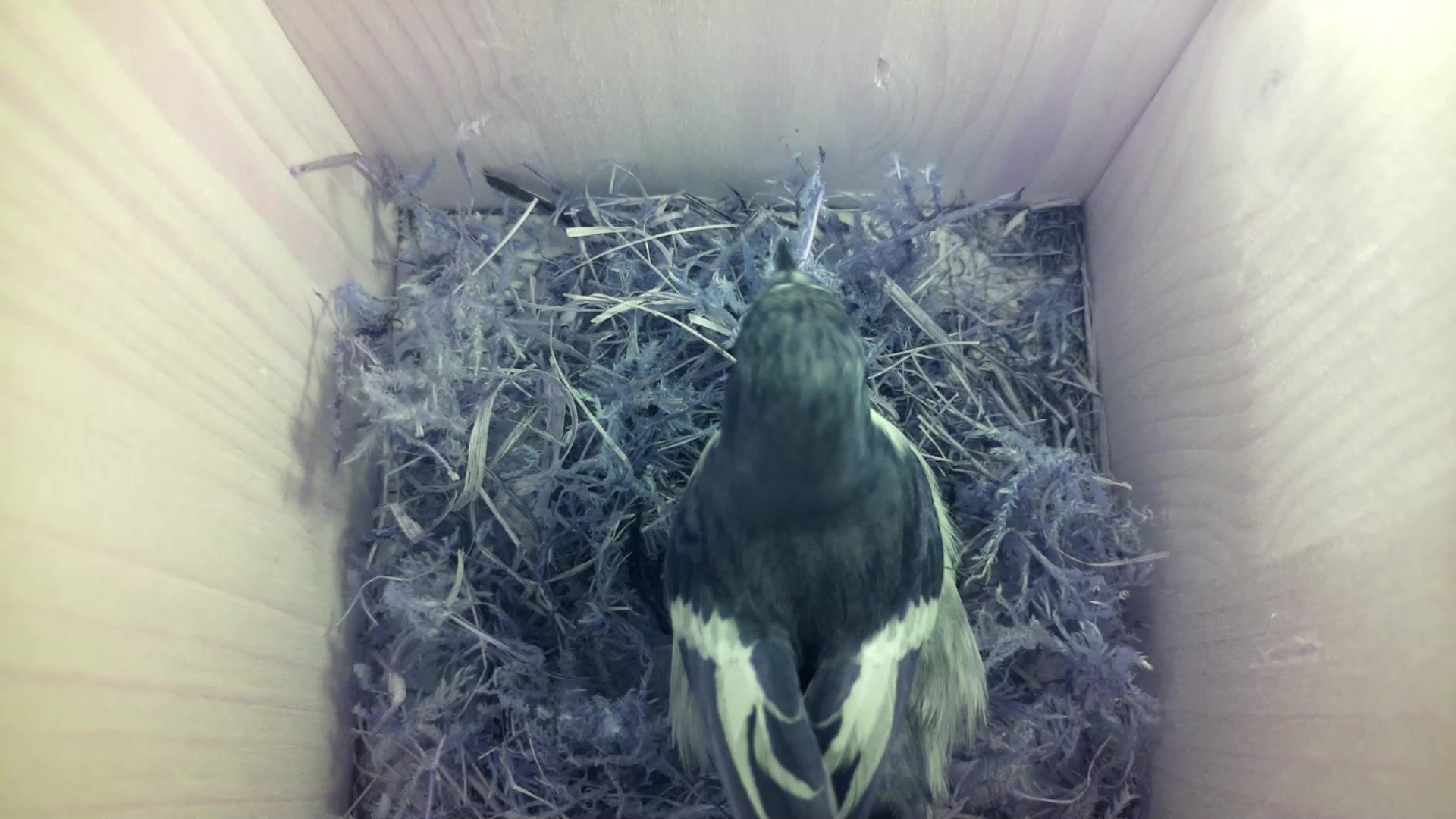 Aufnahme aus dem Vogelhaus