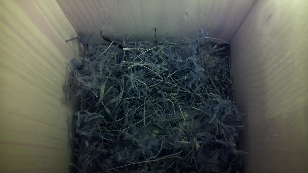 Aufnahme aus dem Vogelhaus