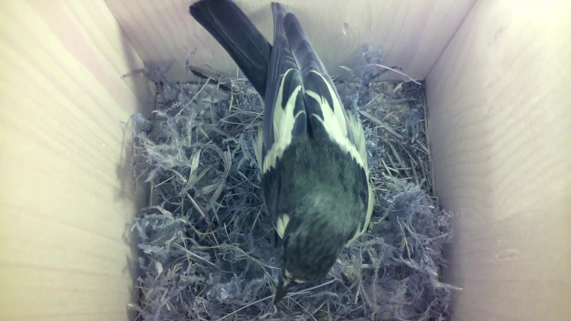 Aufnahme aus dem Vogelhaus