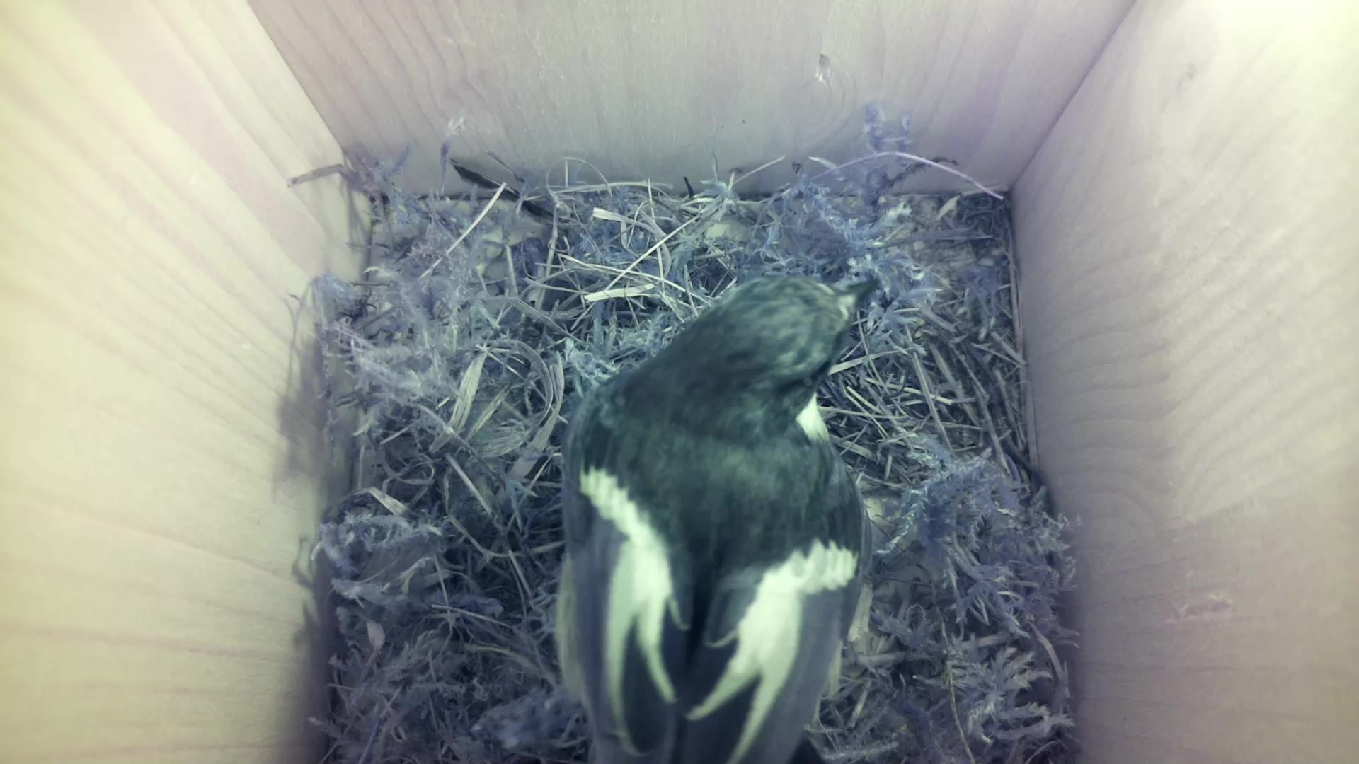 Aufnahme aus dem Vogelhaus