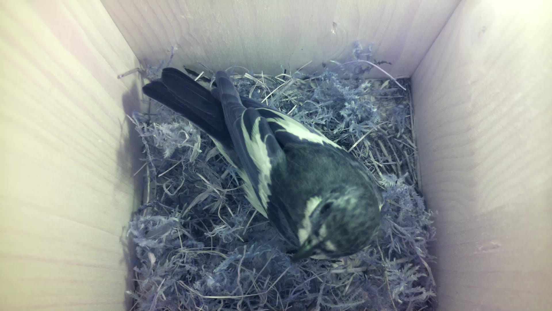 Aufnahme aus dem Vogelhaus