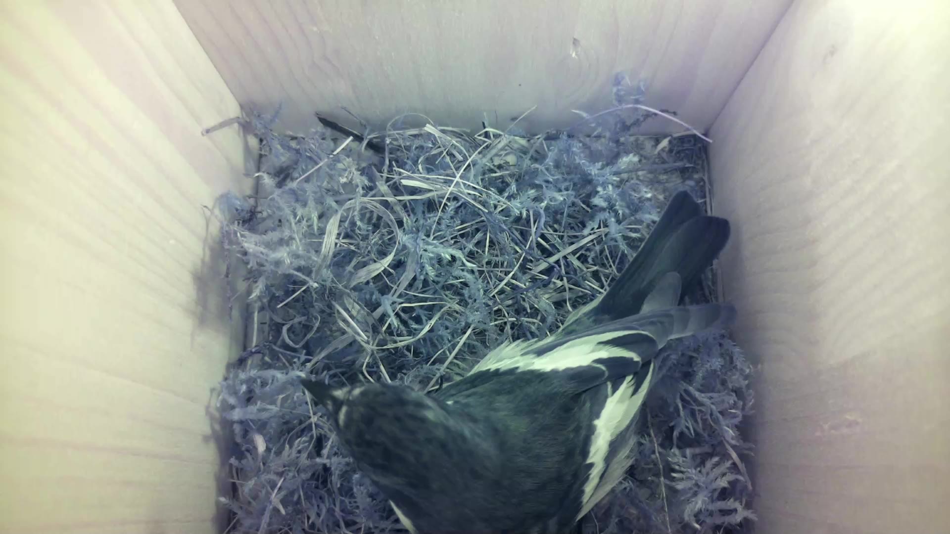 Aufnahme aus dem Vogelhaus