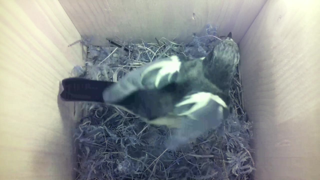 Aufnahme aus dem Vogelhaus