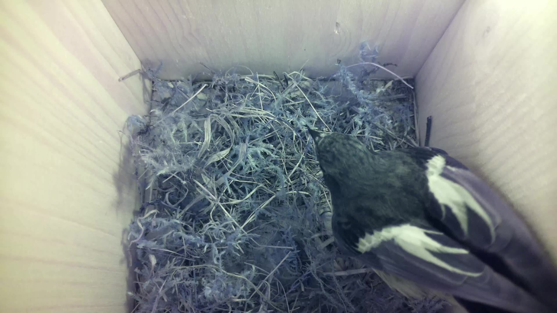 Aufnahme aus dem Vogelhaus