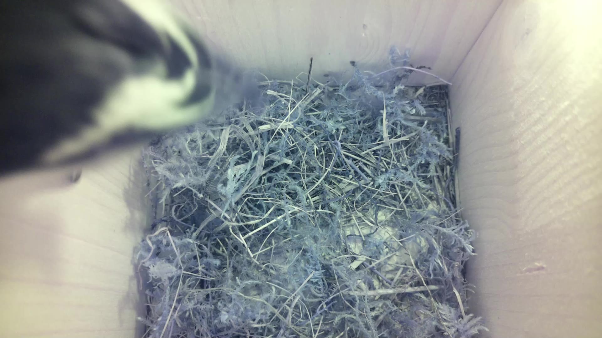 Aufnahme aus dem Vogelhaus