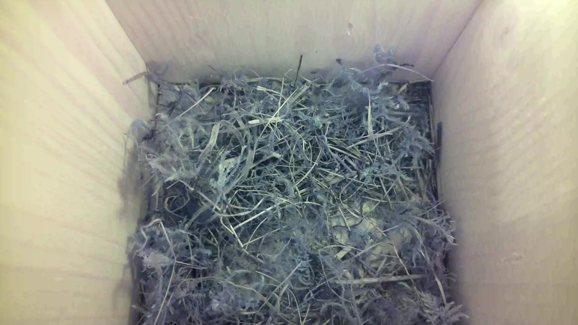 Aufnahme aus dem Vogelhaus