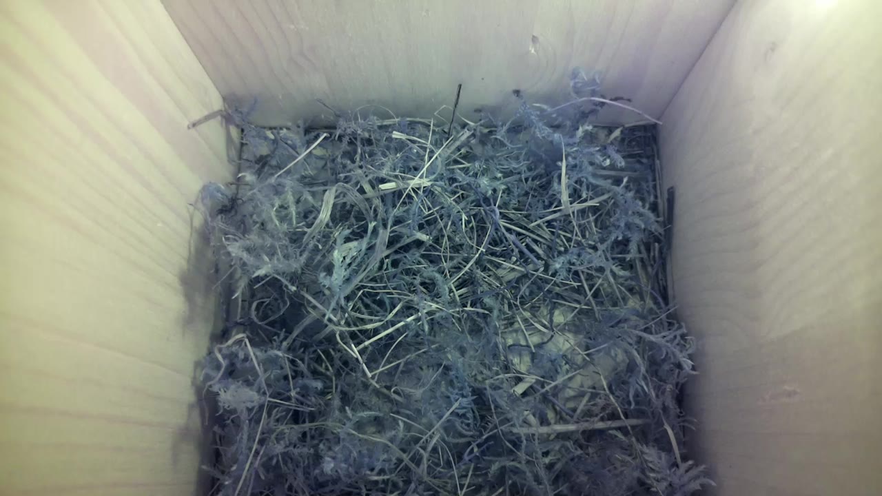 Aufnahme aus dem Vogelhaus