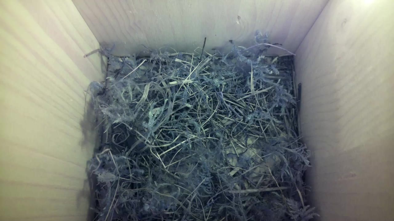 Aufnahme aus dem Vogelhaus