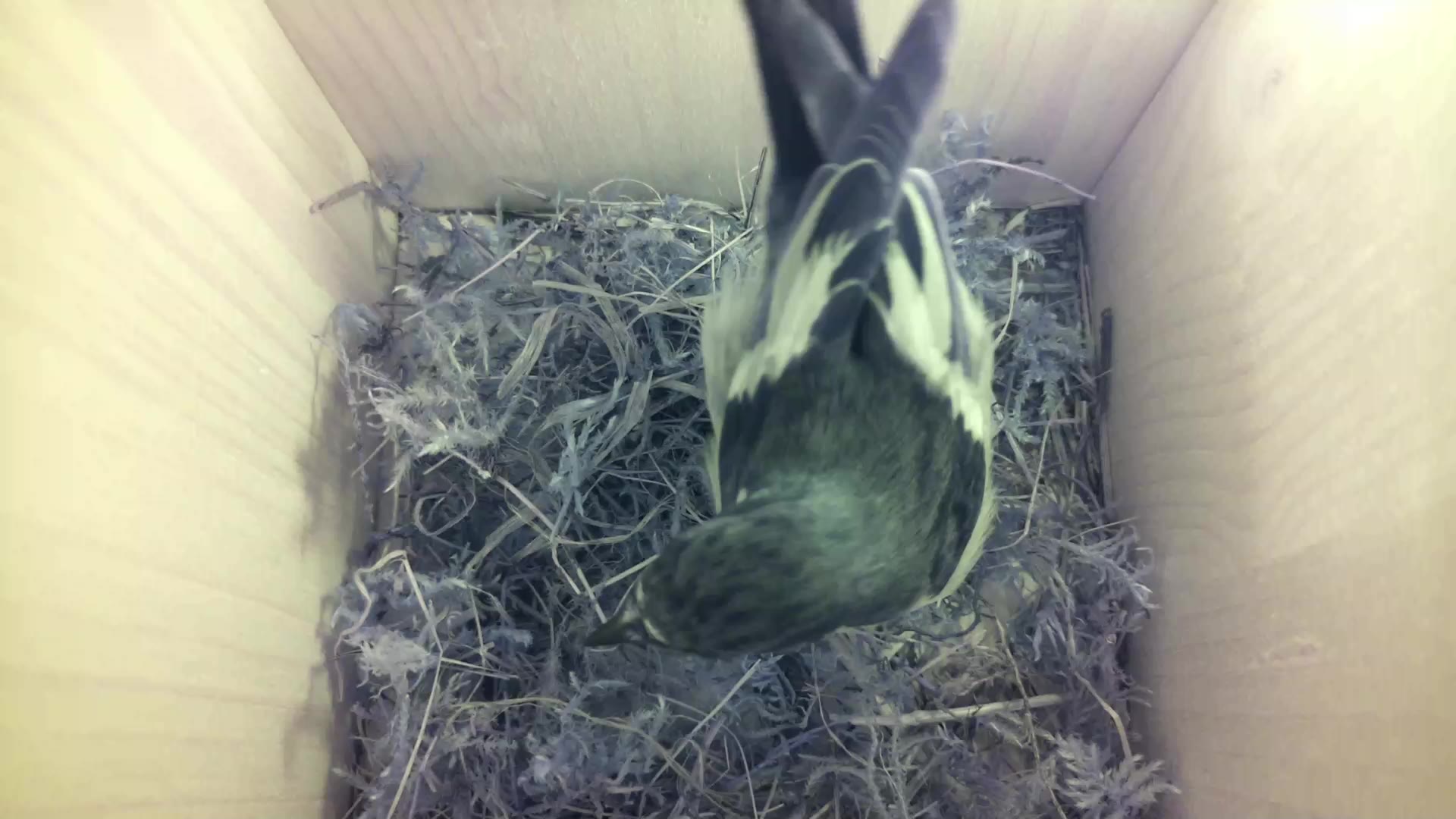 Aufnahme aus dem Vogelhaus