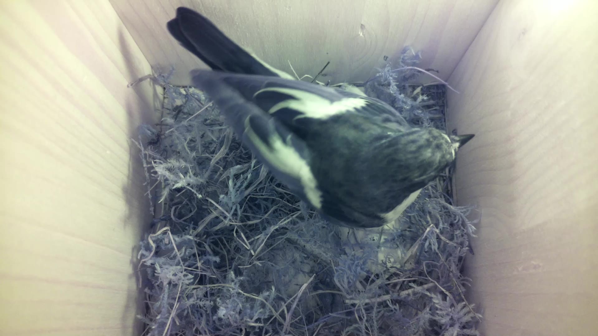 Aufnahme aus dem Vogelhaus