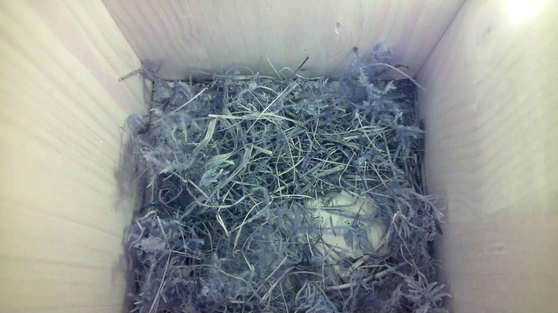 Aufnahme aus dem Vogelhaus