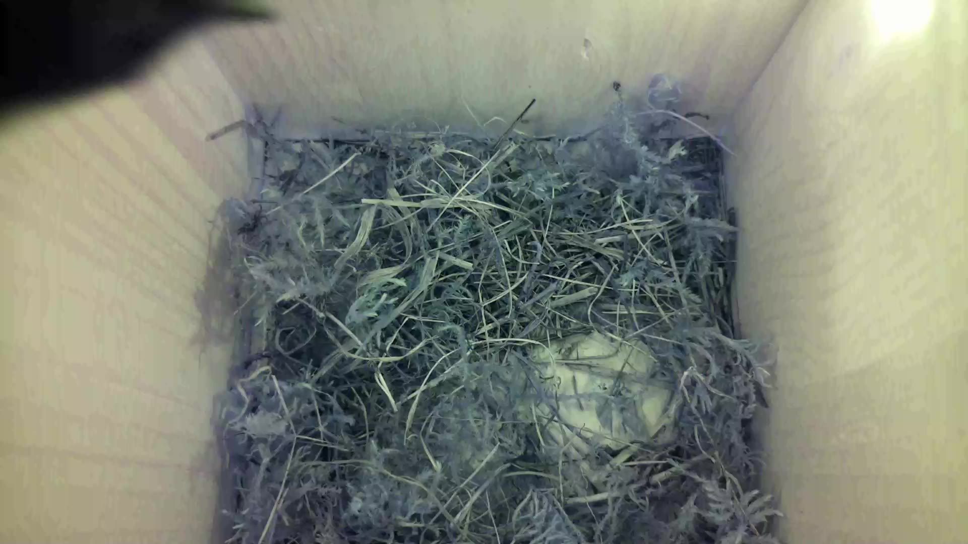 Aufnahme aus dem Vogelhaus