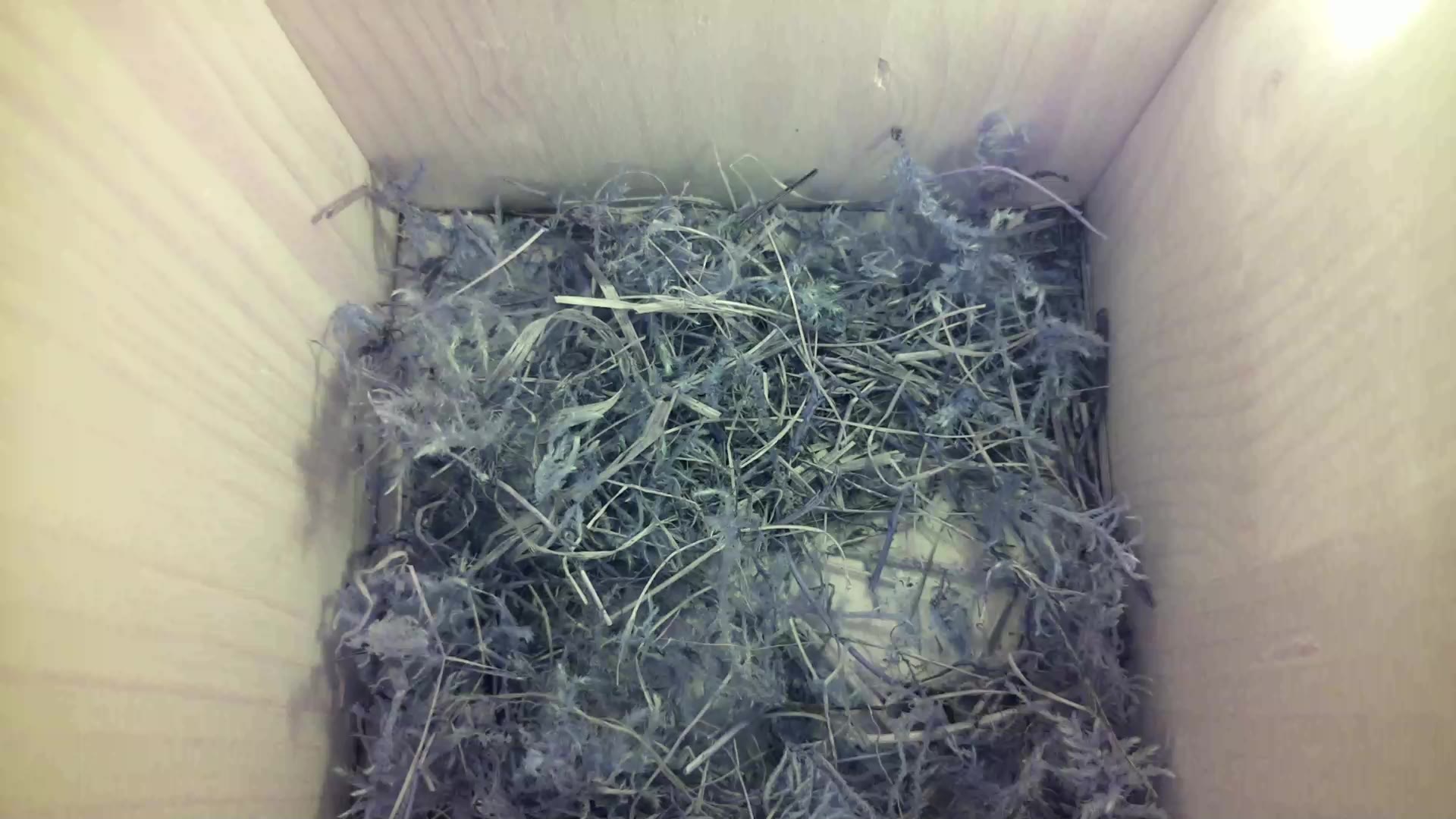 Aufnahme aus dem Vogelhaus