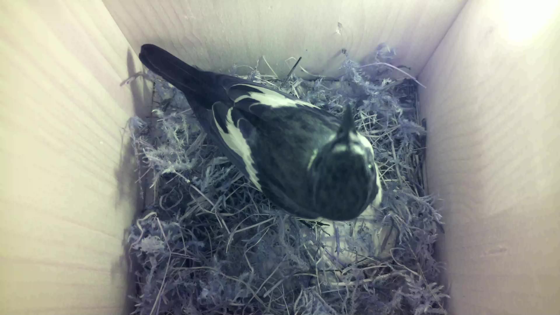 Aufnahme aus dem Vogelhaus