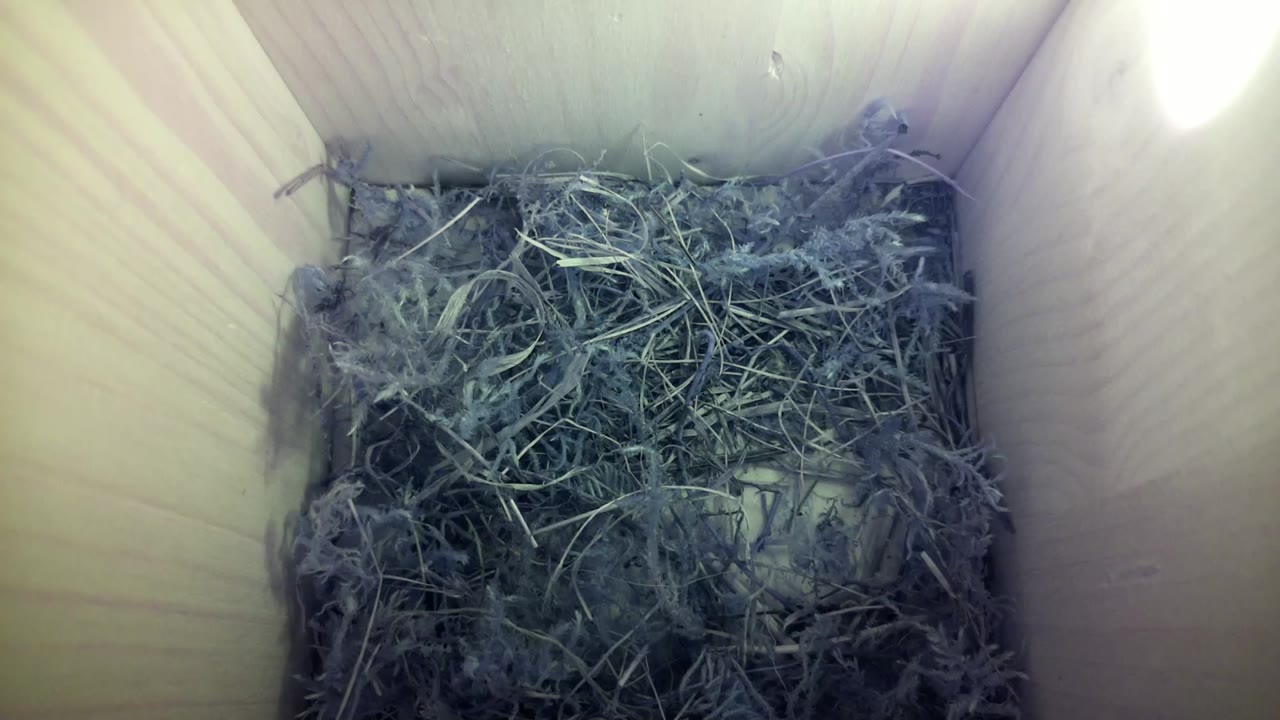 Aufnahme aus dem Vogelhaus