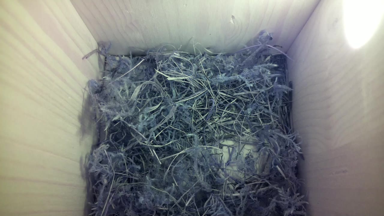 Aufnahme aus dem Vogelhaus