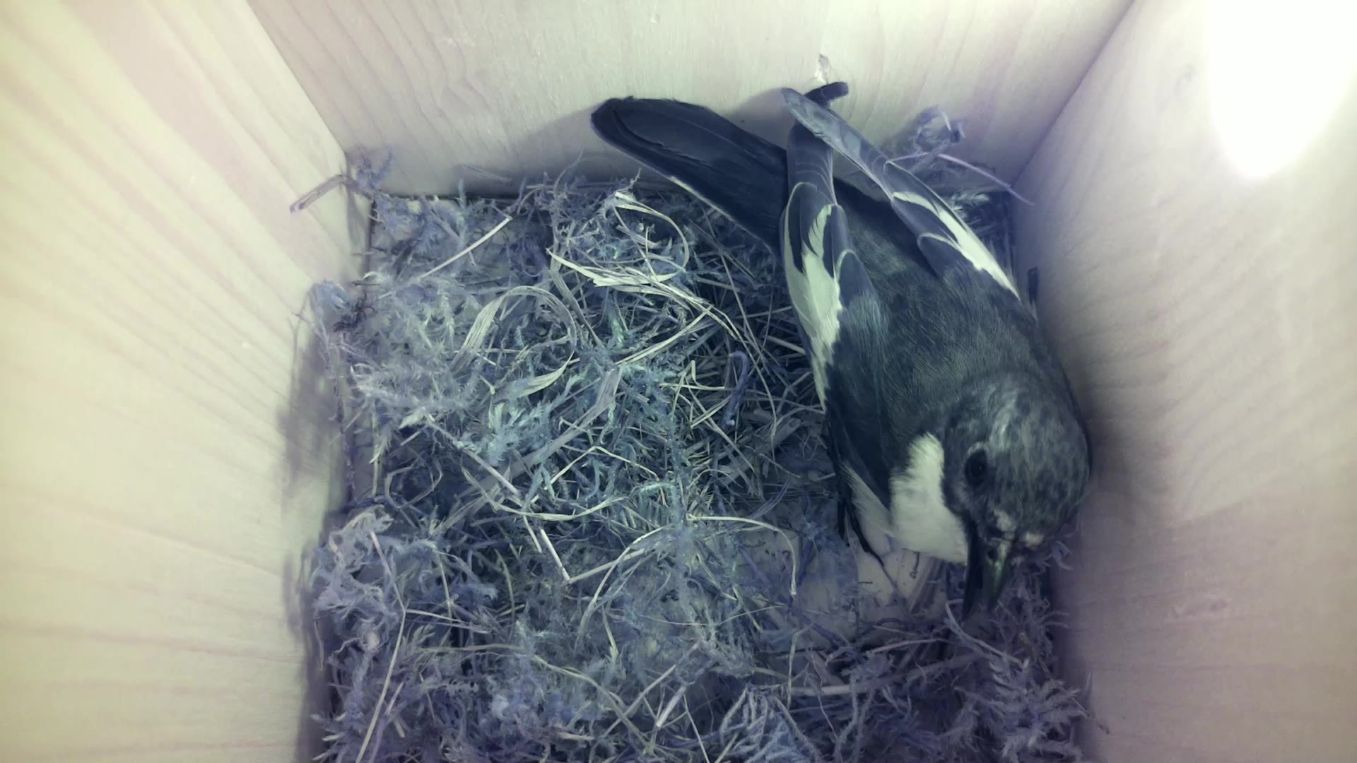 Aufnahme aus dem Vogelhaus