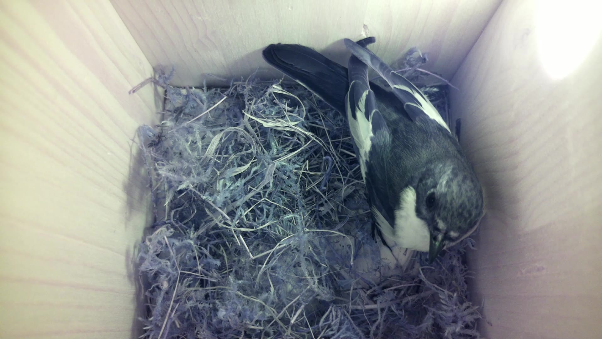 Aufnahme aus dem Vogelhaus