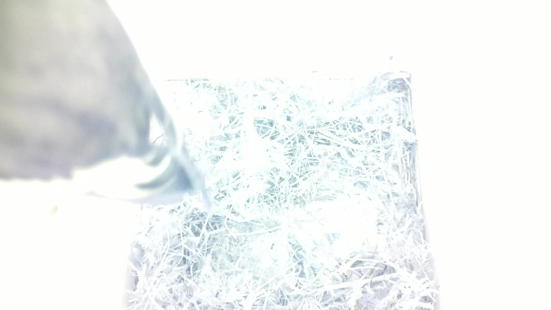 Aufnahme aus dem Vogelhaus