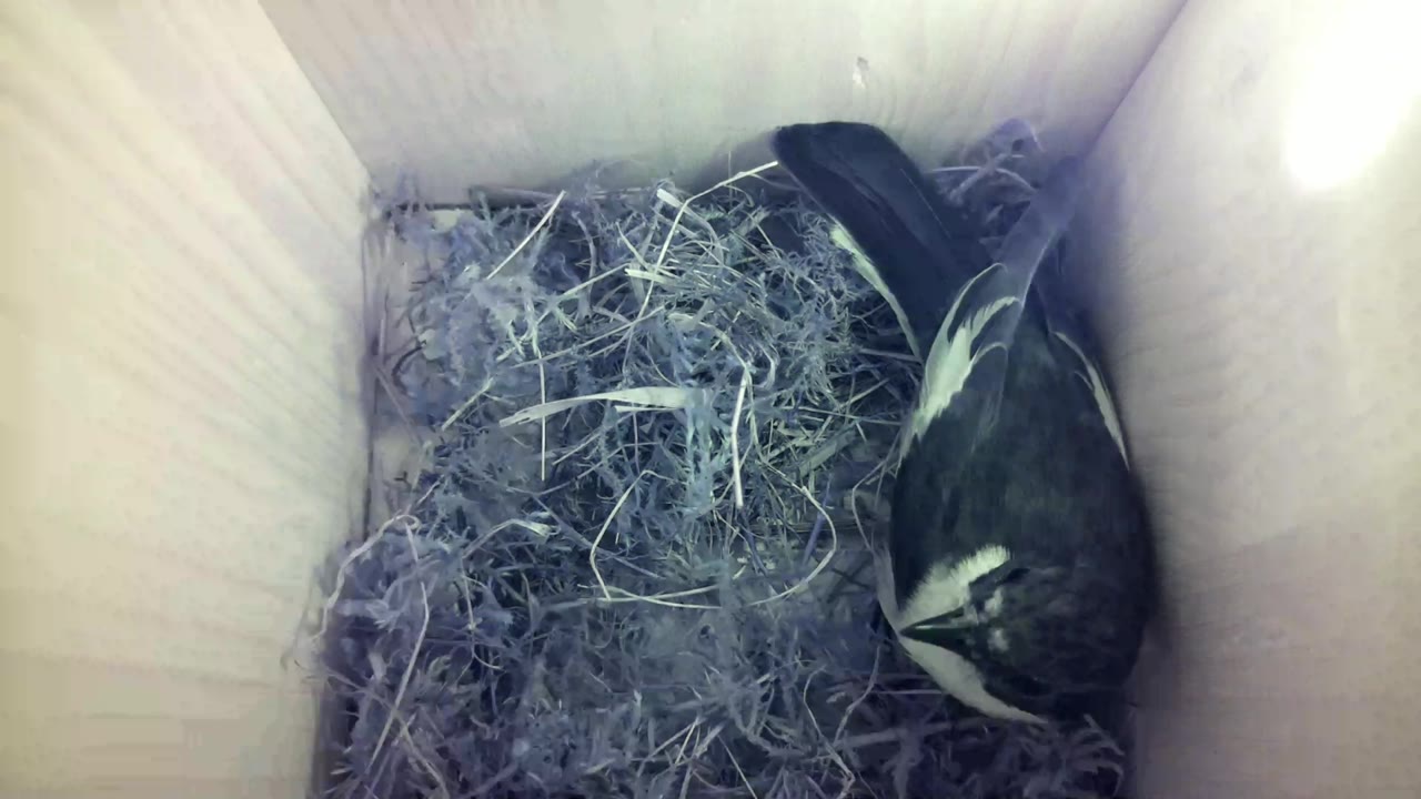 Aufnahme aus dem Vogelhaus