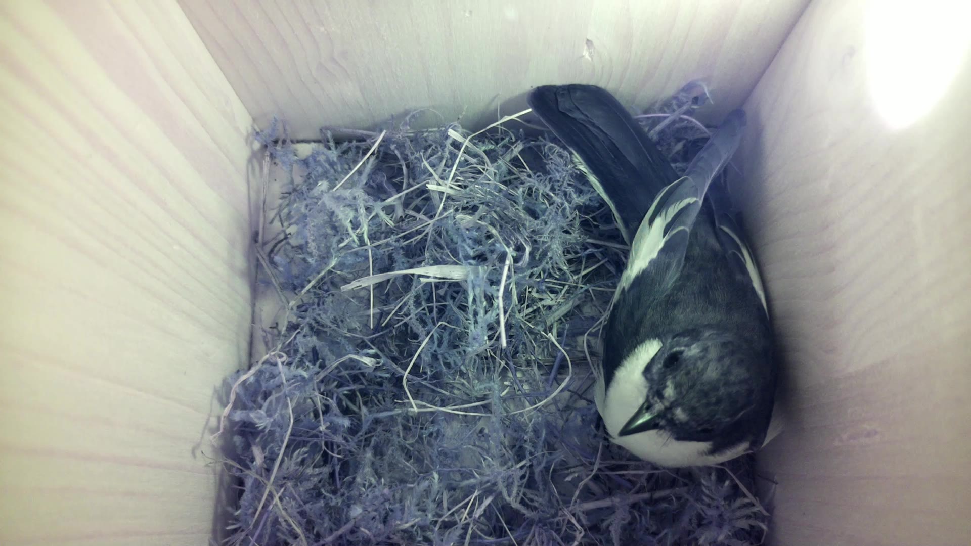 Aufnahme aus dem Vogelhaus