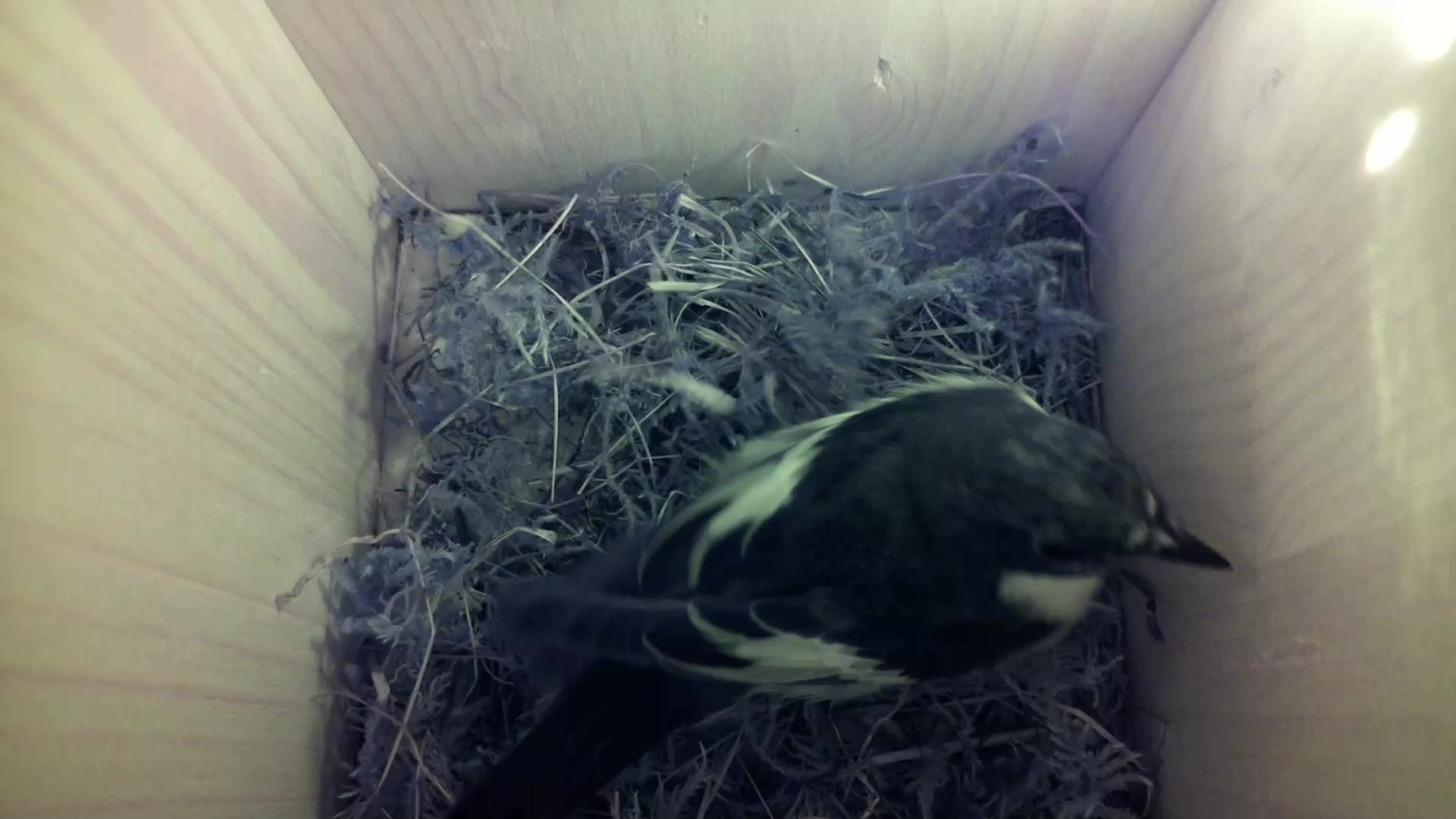 Aufnahme aus dem Vogelhaus