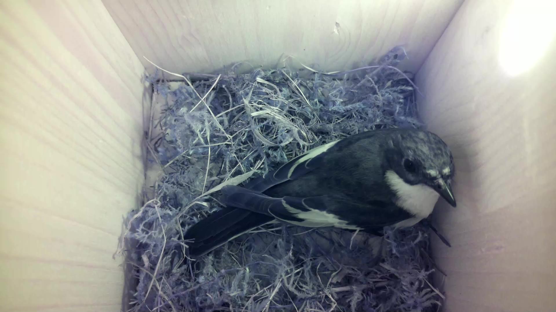 Aufnahme aus dem Vogelhaus
