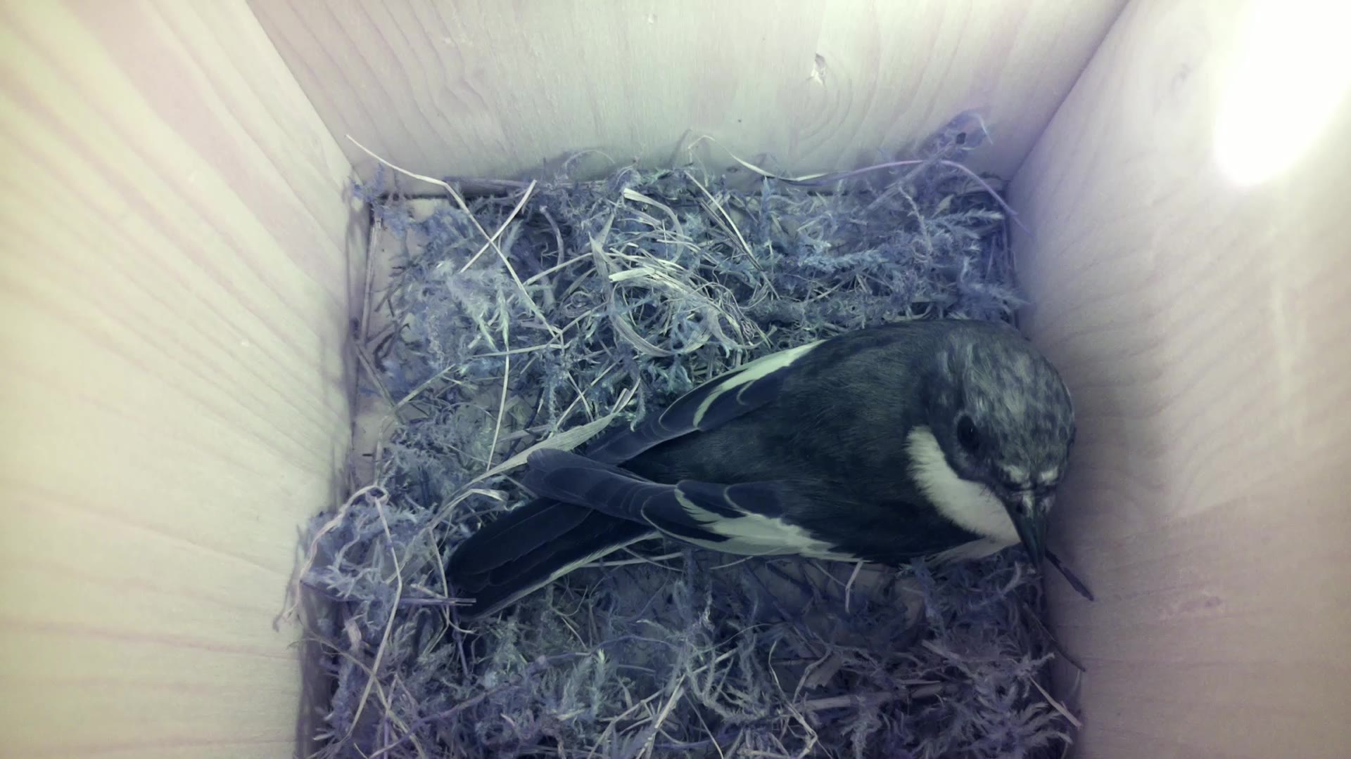 Aufnahme aus dem Vogelhaus