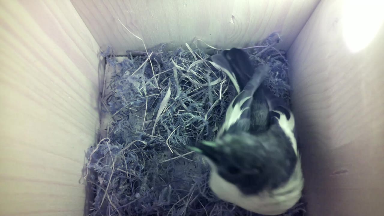 Aufnahme aus dem Vogelhaus