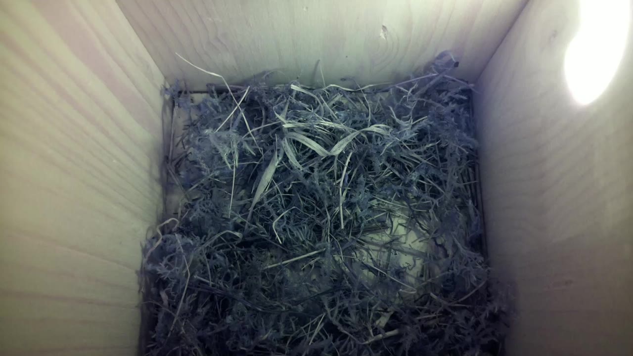 Aufnahme aus dem Vogelhaus