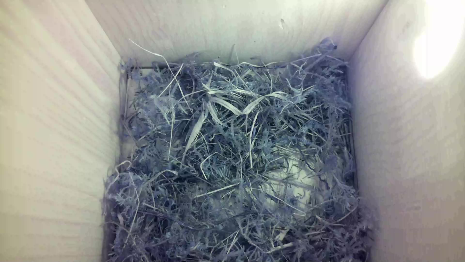 Aufnahme aus dem Vogelhaus