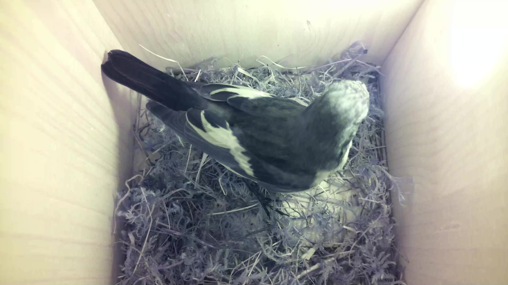 Aufnahme aus dem Vogelhaus