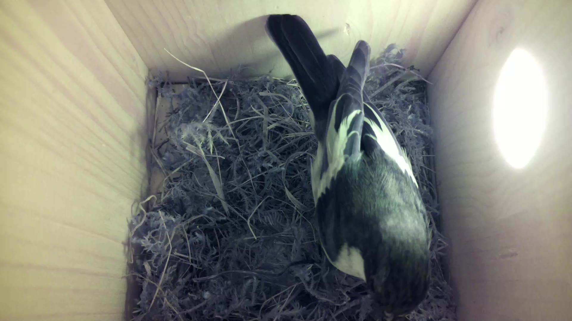 Aufnahme aus dem Vogelhaus