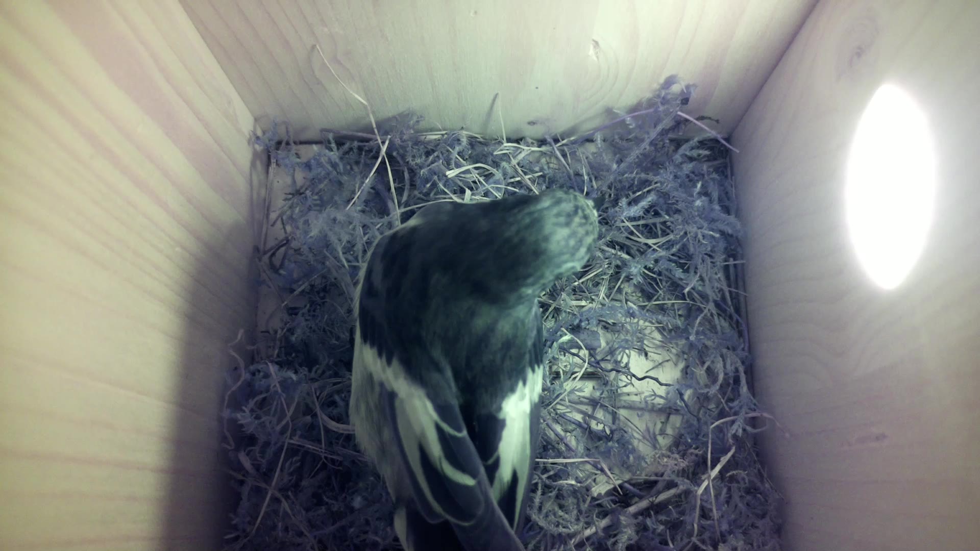 Aufnahme aus dem Vogelhaus