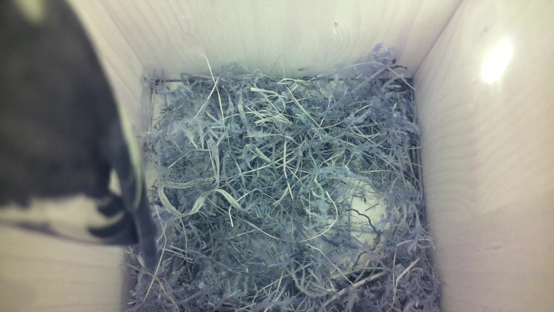 Aufnahme aus dem Vogelhaus