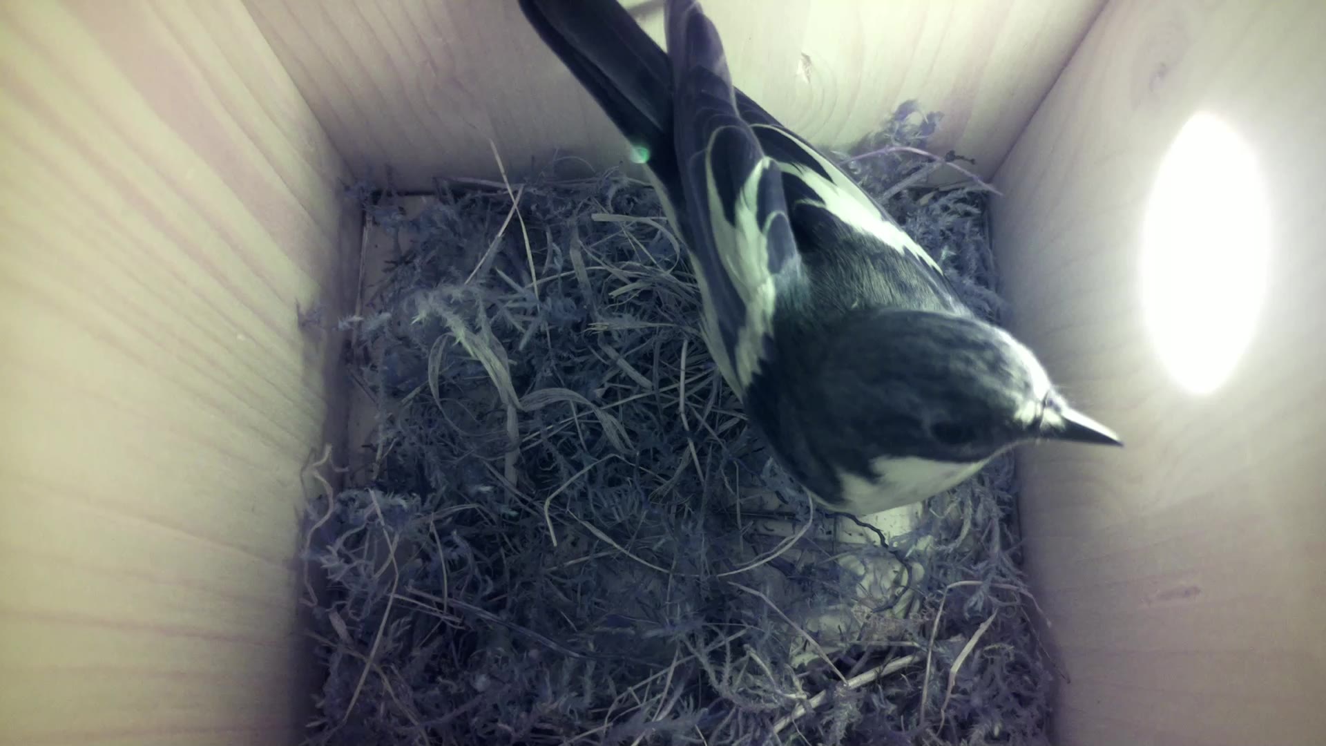 Aufnahme aus dem Vogelhaus