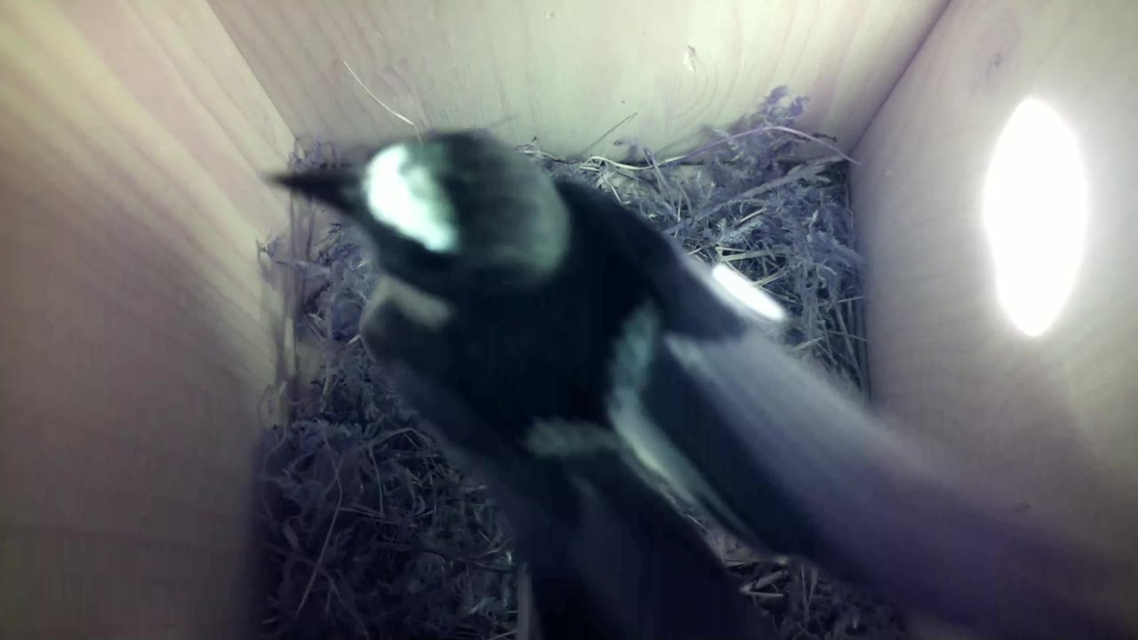 Aufnahme aus dem Vogelhaus
