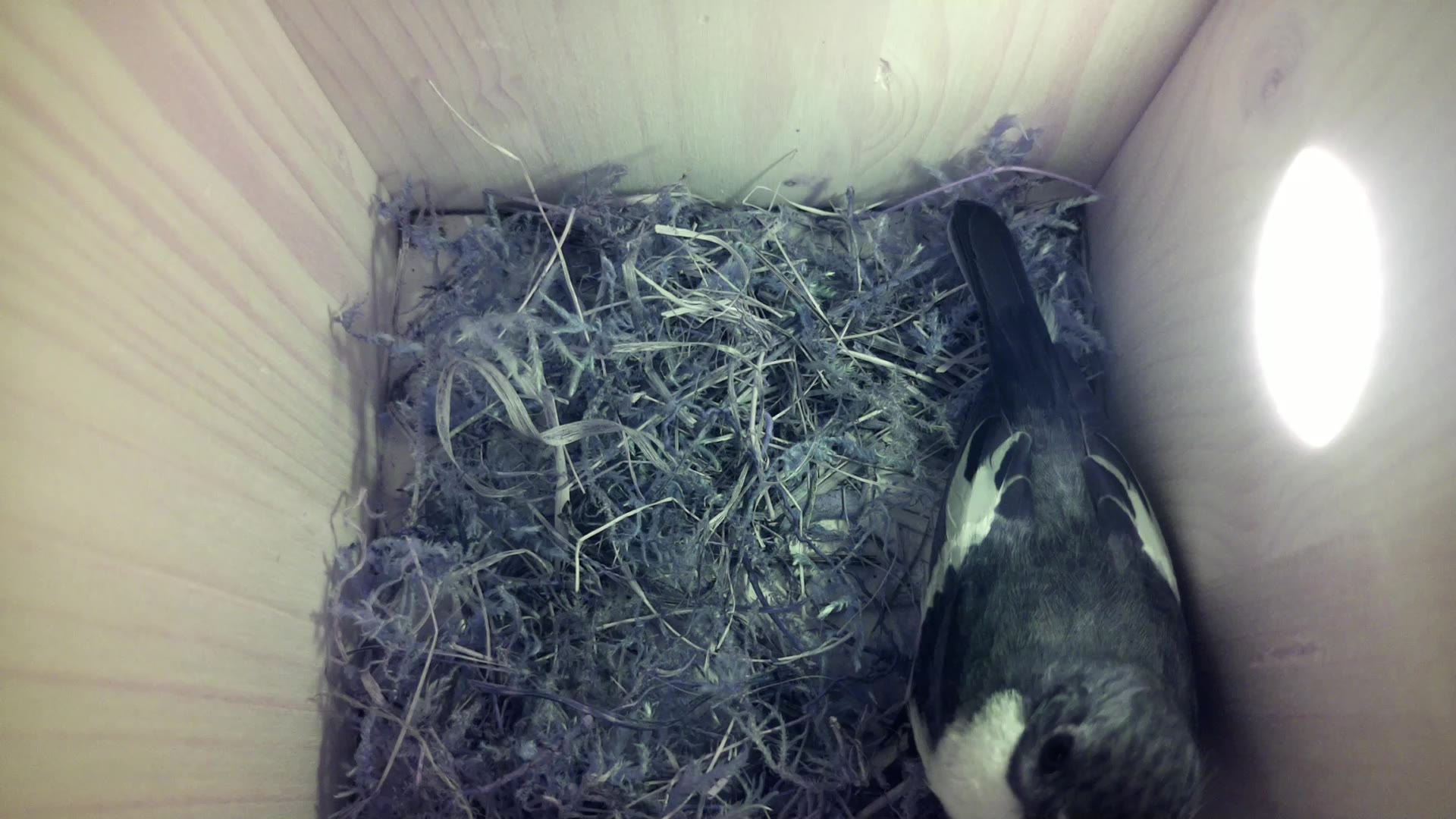 Aufnahme aus dem Vogelhaus