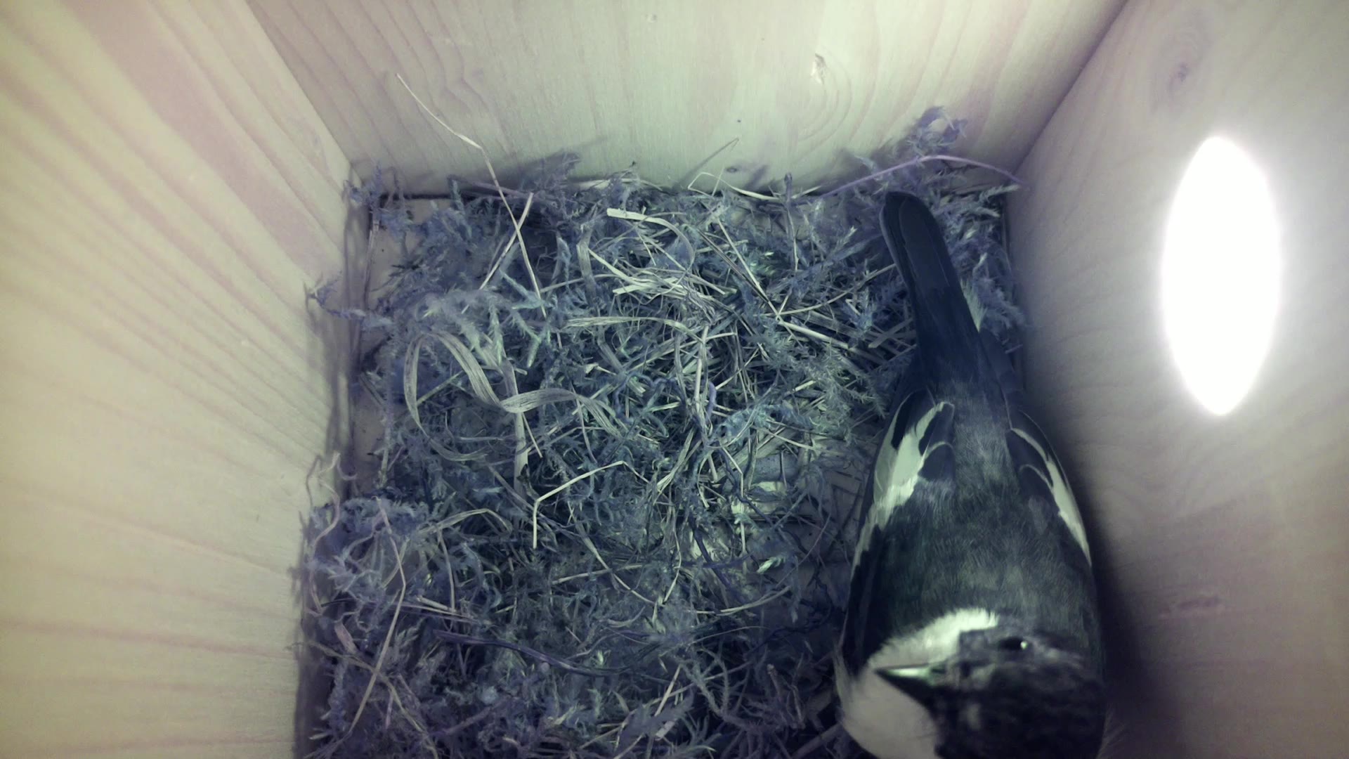 Aufnahme aus dem Vogelhaus