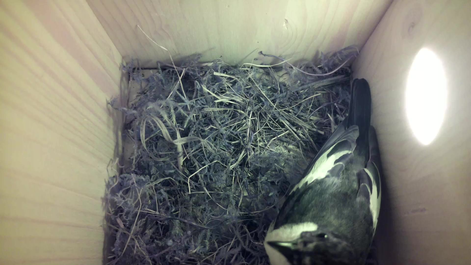 Aufnahme aus dem Vogelhaus