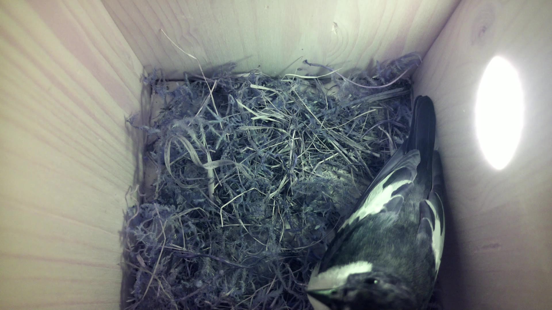 Aufnahme aus dem Vogelhaus