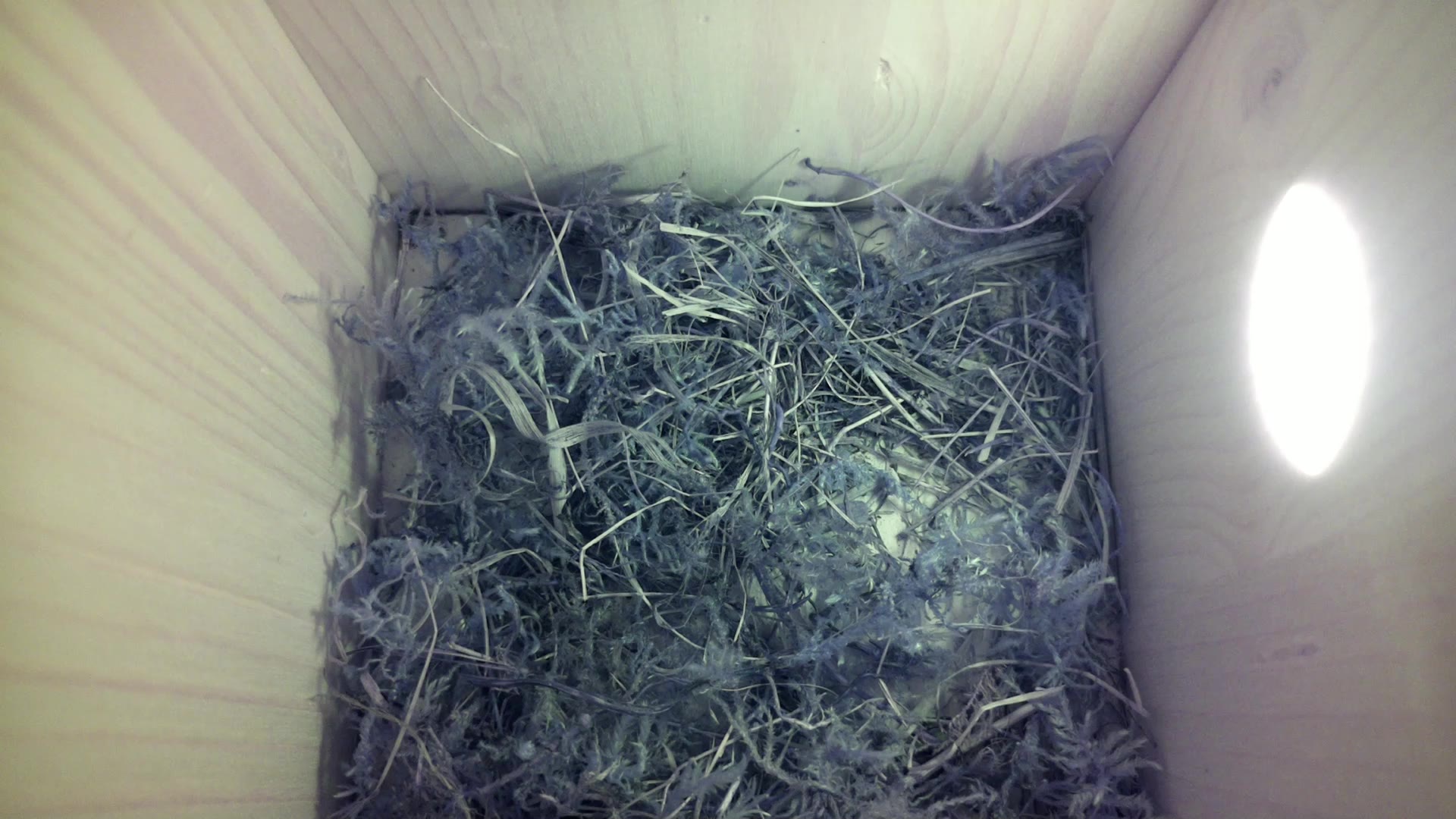 Aufnahme aus dem Vogelhaus
